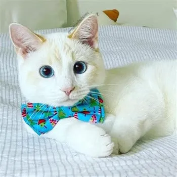 Christmas Trees Bow Tie