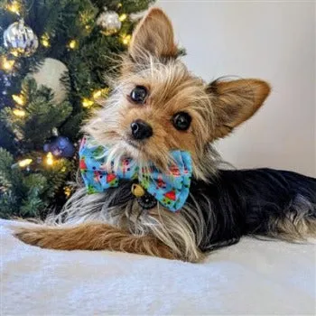 Christmas Trees Bow Tie