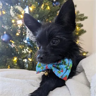 Christmas Trees Bow Tie