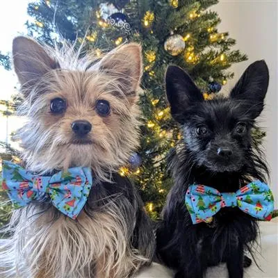 Christmas Trees Bow Tie